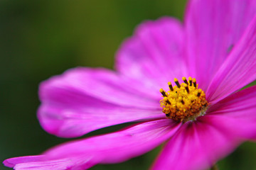 cosmea,blume