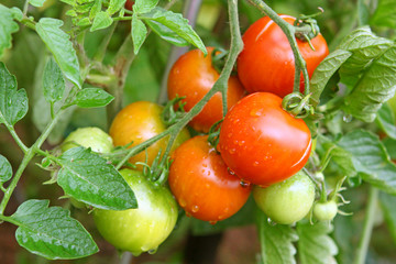 tomaten,gartenarbeit