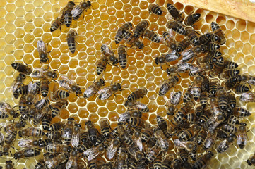 abeilles et miel sur cadre