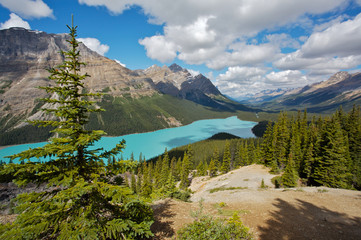Fototapeta na wymiar Peyto Lake, Banff National Park