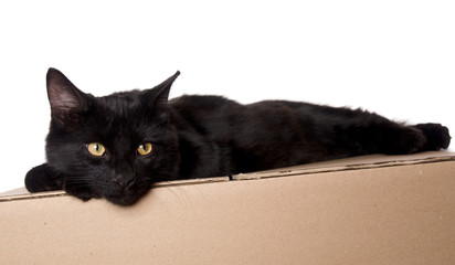 chaton noir sur des cartons