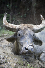 Water buffalo