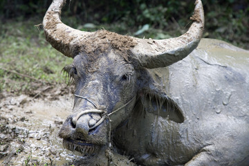 Water buffalo