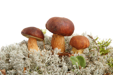 King boletus edulis