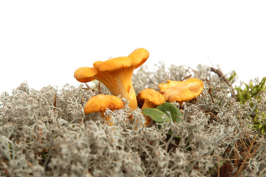 Mushrooms bunch