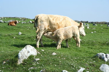 veau élevé sous la vache