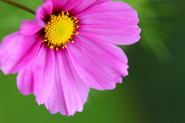 kosmos © Swetlana Wall