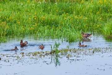 wild duck in reeds by the water