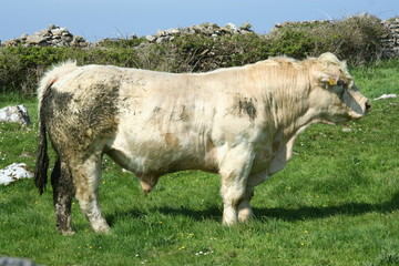 taureau charolais