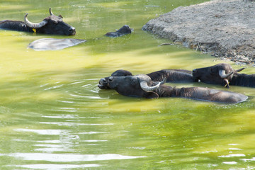 Fototapeta premium Buffalo