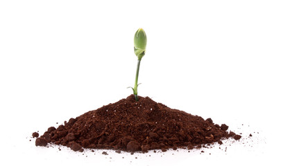Young plant in ground over white background