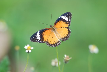 Papillon