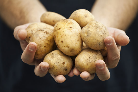 Świeże ziemniaki na dłoniach