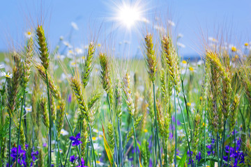 Obraz premium Рожь