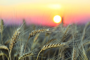 Закат,рожь,поле