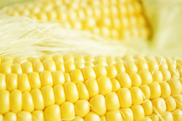 Fresh corn vegetable