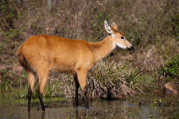 Marsh Deer (Blastocerus dichotomus)
