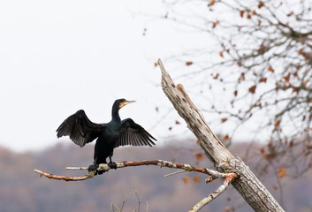 Phalacrocorax carbo (grand cormoran - great cormorant)