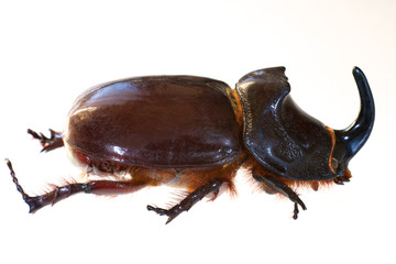 Rhinoceros beetle