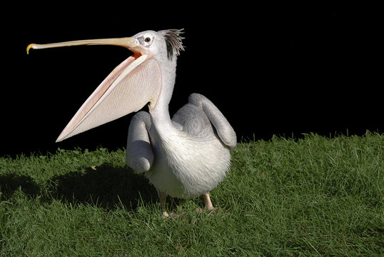 pellicano