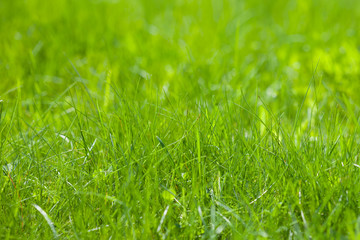 light green spring grass