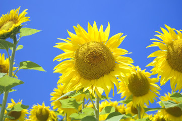 Girasoli