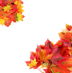 Naklejka na ściany i meble autumn frame from maple leaves