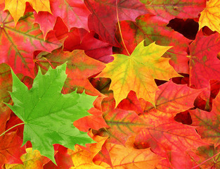 Naklejka na ściany i meble fall background - colored maple leaves with one green leaf