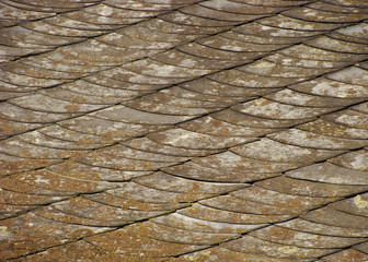 roof of house showing shales scales  with spurs and wear