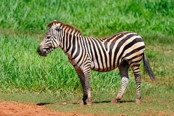 Zebra