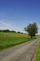 idyllic sloping landscape in the summer with barbwire fence a tr