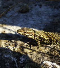 Fototapeta premium bright colored salamander in the sun