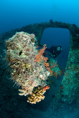 Naklejka na ściany i meble Female scuba diver on shipwreck