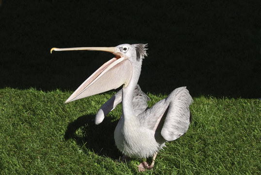 pellicano