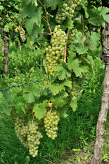 baden württenberg, uva bianca nel vigneto