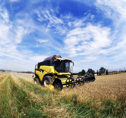 Naklejka premium harvesting combine in the field