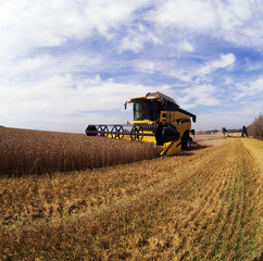 Fototapeta premium harvesting combine in the field