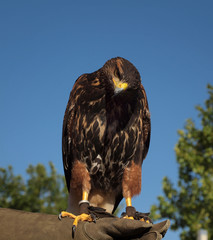Greifvogel beim Falkner