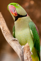 perroquet vert perché