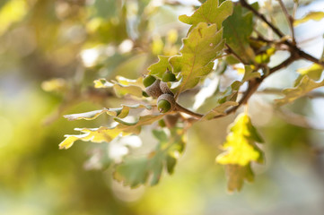 Oak branch with acorns .