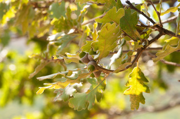 Oak branch with acorns .