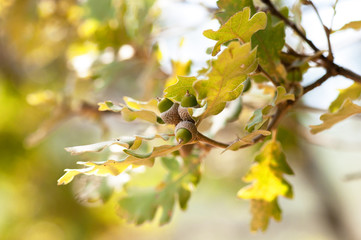 Oak branch with acorns .