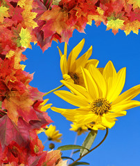 Naklejka na ściany i meble rudbeckia - autumn flowers