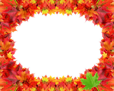 Circular frame from autumn maple foliage