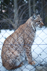 Close-up portrait of a captive Eurasian Lynx (Lynx lynx) on a sn