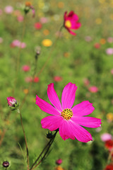 Obraz na płótnie Canvas pink flower 2