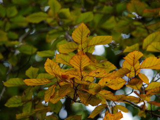 Autumn Beech