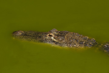 Crocodile in the green water