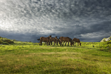 Fototapeta na wymiar Wild Horses