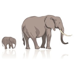 fully editable vector illustration elephants